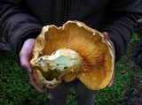 Gymnopilus ventricosus image