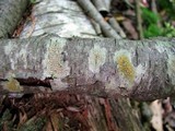 Lecanora symmicta image
