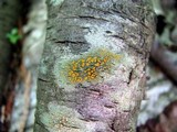 Lecanora symmicta image