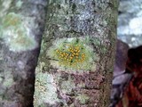 Lecanora symmicta image