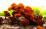 Metatrichia vesparium image