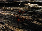 Metatrichia vesparium image