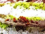 Metatrichia vesparium image