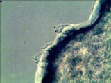 Pluteus chrysophlebius image