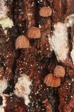 Phaeomarasmius rimulincola image