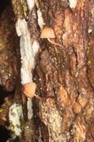 Mycena corticola image