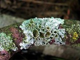 Myelochroa galbina image
