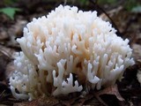 Ramariopsis kunzei image