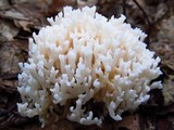 Ramariopsis kunzei image