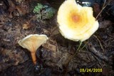 Hygrophoropsis aurantiaca image