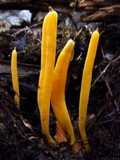 Clavulinopsis aurantiocinnabarina image