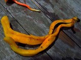 Clavulinopsis aurantiocinnabarina image