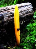 Clavulinopsis aurantiocinnabarina image