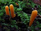 Clavulinopsis laeticolor image