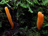 Clavulinopsis laeticolor image