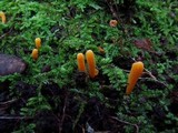 Clavulinopsis laeticolor image