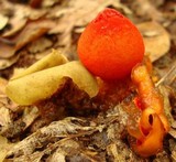 Calostoma cinnabarinum image