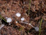 Coprinopsis ephemeroides image