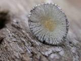 Coprinopsis ephemeroides image