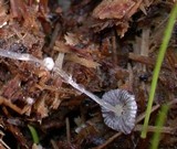 Coprinopsis ephemeroides image