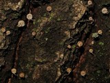 Mycena corticola image
