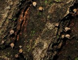 Mycena corticola image