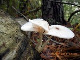 Leucocoprinus brebissonii image