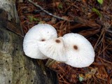 Leucocoprinus brebissonii image