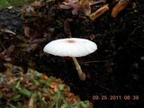 Leucocoprinus brebissonii image