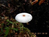 Leucocoprinus brebissonii image