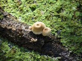 Lentinus tigrinus image