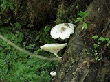 Lentinus tigrinus image