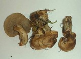 Clitocybe sclerotoidea image