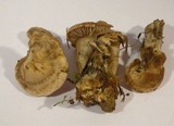 Clitocybe sclerotoidea image