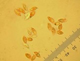 Clitocybe sclerotoidea image