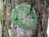 Lecanora thysanophora image
