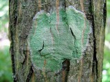 Lecanora thysanophora image