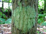 Lecanora thysanophora image