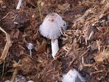 Coprinopsis cinerea image