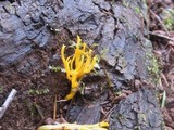 Calocera viscosa image