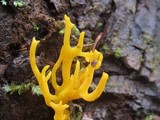 Calocera viscosa image