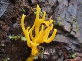 Calocera viscosa image