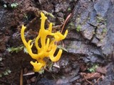 Calocera viscosa image