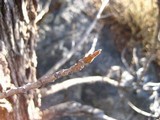Phellinus igniarius image