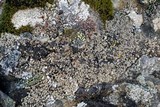 Psora rubiformis image