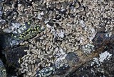 Psora rubiformis image