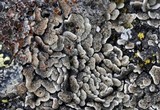 Psora rubiformis image