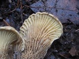 Tapinella panuoides image