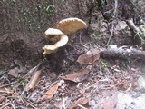 Tapinella panuoides image