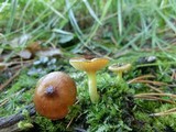 Hygrophorus siccipes image